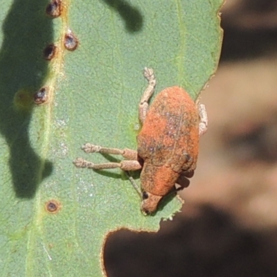 Gonipterus scutellatus (Eucalyptus snout beetle, gum tree weevil) at Conder, ACT - 19 Mar 2023 by MichaelBedingfield