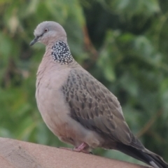 Spilopelia chinensis (Spotted Dove) at Conder, ACT - 22 Mar 2023 by michaelb