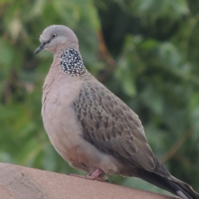 Spilopelia chinensis (Spotted Dove) at Pollinator-friendly garden Conder - 22 Mar 2023 by michaelb
