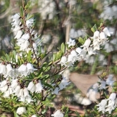 Cryptandra amara (Bitter Cryptandra) at The Pinnacle - 3 Sep 2023 by sangio7