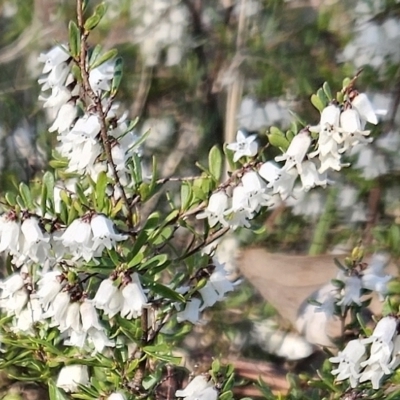 Cryptandra amara (Bitter Cryptandra) at Belconnen, ACT - 3 Sep 2023 by sangio7