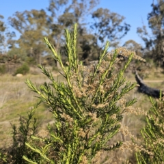 Cassinia sifton at Belconnen, ACT - 3 Sep 2023 04:12 PM