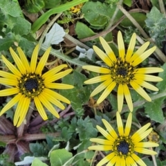 Arctotheca calendula (Capeweed, Cape Dandelion) at O'Connor, ACT - 4 Sep 2023 by trevorpreston