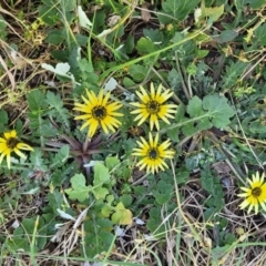 Arctotheca calendula at O'Connor, ACT - 4 Sep 2023