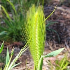 Hordeum sp. (A Barley Grass) at Banksia Street Wetland Corridor - 4 Sep 2023 by trevorpreston