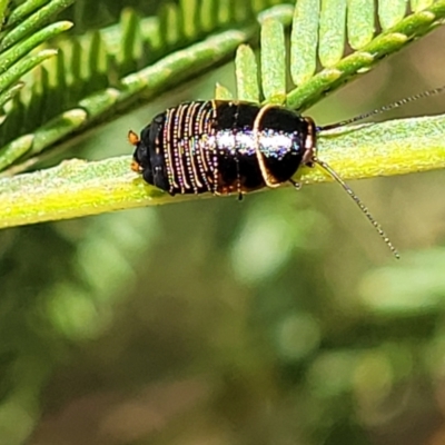 Ellipsidion australe (Austral Ellipsidion cockroach) at O'Connor, ACT - 4 Sep 2023 by trevorpreston