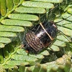 Ellipsidion australe at O'Connor, ACT - 4 Sep 2023