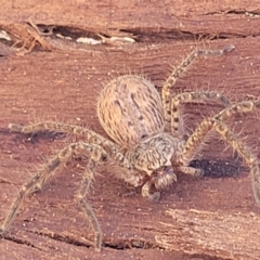 Isopeda canberrana (Canberra Huntsman Spider) at Banksia Street Wetland Corridor - 4 Sep 2023 by trevorpreston