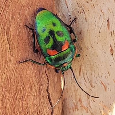 Scutiphora pedicellata (Metallic Jewel Bug) at O'Connor, ACT - 4 Sep 2023 by trevorpreston