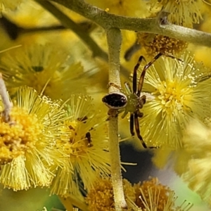 Australomisidia pilula at O'Connor, ACT - 4 Sep 2023