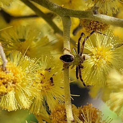 Australomisidia pilula (Lozenge-shaped Flower Spider) at Banksia Street Wetland Corridor - 4 Sep 2023 by trevorpreston