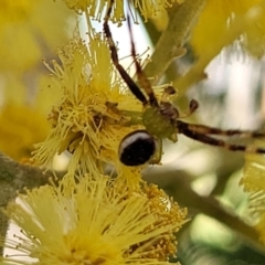 Australomisidia pilula at O'Connor, ACT - 4 Sep 2023