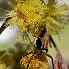 Australomisidia pilula at O'Connor, ACT - 4 Sep 2023