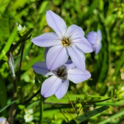 Ipheion uniflorum (Spring Star-flower) at Banksia Street Wetland Corridor - 4 Sep 2023 by trevorpreston