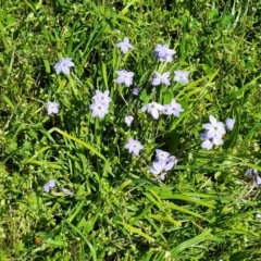 Ipheion uniflorum at O'Connor, ACT - 4 Sep 2023