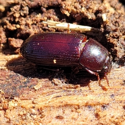 Uloma sp. (genus) (Uloma darkling beetle) at O'Connor, ACT - 4 Sep 2023 by trevorpreston