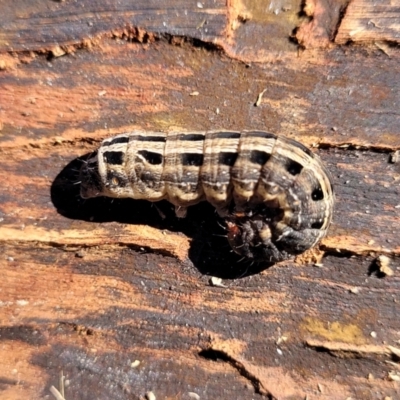 Noctuidae unclassified IMMATURE moth (Immature Noctuidae Moth) at Banksia Street Wetland Corridor - 4 Sep 2023 by trevorpreston