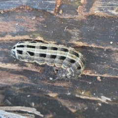 Noctuidae unclassified IMMATURE moth at O'Connor, ACT - 4 Sep 2023