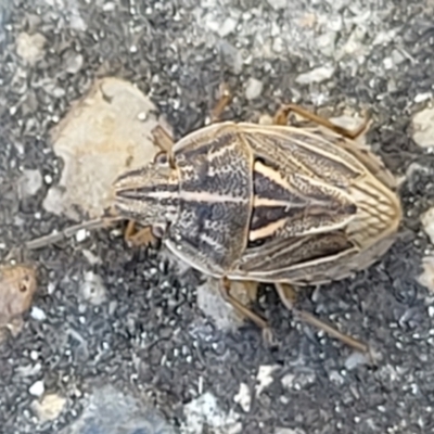 Poecilometis sp. (genus) at O'Connor, ACT - 4 Sep 2023 by trevorpreston