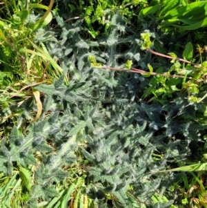 Cirsium vulgare at O'Connor, ACT - 4 Sep 2023 11:36 AM