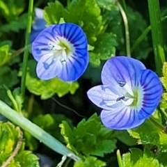 Veronica persica (Creeping Speedwell) at O'Connor, ACT - 4 Sep 2023 by trevorpreston