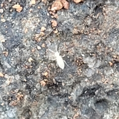 Entomobryomorpha (order) at O'Connor, ACT - 4 Sep 2023 11:33 AM