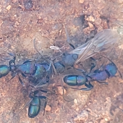 Rhytidoponera sp. (genus) (Rhytidoponera ant) at Banksia Street Wetland Corridor - 4 Sep 2023 by trevorpreston