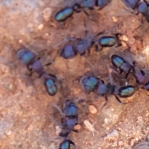 Rhytidoponera sp. (genus) at O'Connor, ACT - 4 Sep 2023