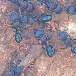 Rhytidoponera sp. (genus) at O'Connor, ACT - 4 Sep 2023