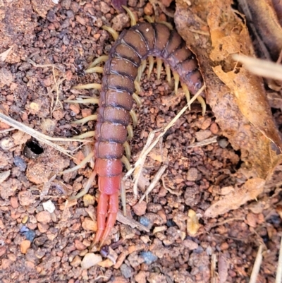 Cormocephalus aurantiipes (Orange-legged Centipede) at Banksia Street Wetland Corridor - 4 Sep 2023 by trevorpreston