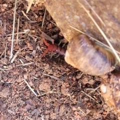 Cormocephalus aurantiipes at O'Connor, ACT - 4 Sep 2023