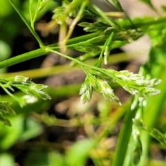 Poa annua (Winter Grass, Annual Poa) at Lyneham, ACT - 4 Sep 2023 by trevorpreston