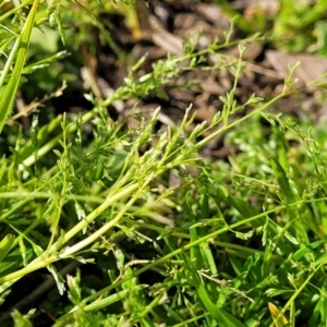 Poa annua at Lyneham, ACT - 4 Sep 2023