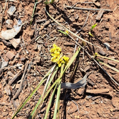 Lomandra bracteata (Small Matrush) at Mount Majura - 4 Sep 2023 by abread111