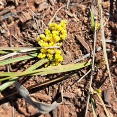 Lomandra bracteata at Watson, ACT - 4 Sep 2023 10:37 AM