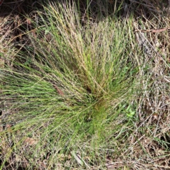 Nassella trichotoma (Serrated Tussock) at Watson, ACT - 4 Sep 2023 by abread111