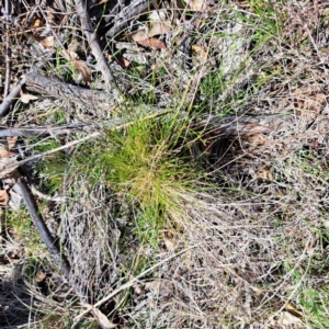 Nassella trichotoma at Watson, ACT - 4 Sep 2023 10:43 AM