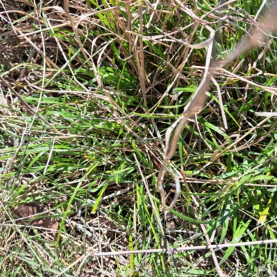 Nassella neesiana (Chilean Needlegrass) at Watson, ACT - 4 Sep 2023 by abread111