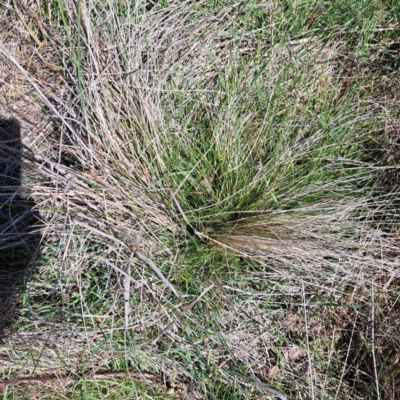 Nassella trichotoma (Serrated Tussock) at Watson, ACT - 4 Sep 2023 by abread111