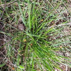 Nassella neesiana at Watson, ACT - 4 Sep 2023 10:57 AM