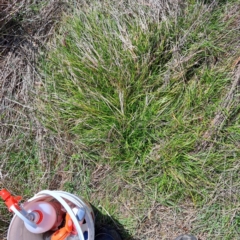 Nassella neesiana (Chilean Needlegrass) at Watson, ACT - 4 Sep 2023 by abread111