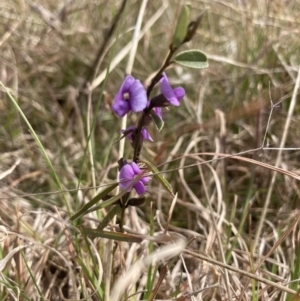 Hovea heterophylla at Wamboin, NSW - 28 Aug 2023 12:52 PM