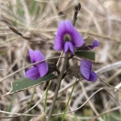 Hovea heterophylla at Wamboin, NSW - 28 Aug 2023 12:52 PM