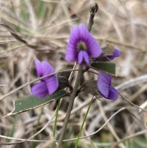 Hovea heterophylla at Wamboin, NSW - 28 Aug 2023