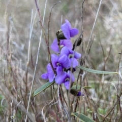 Hovea heterophylla at Wamboin, NSW - 28 Aug 2023 12:52 PM