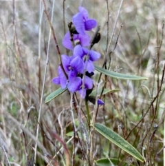 Hovea heterophylla at Wamboin, NSW - 28 Aug 2023 12:52 PM