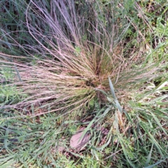 Nassella trichotoma (Serrated Tussock) at Watson, ACT - 4 Sep 2023 by abread111