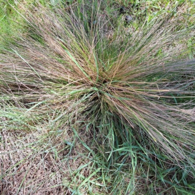 Nassella trichotoma (Serrated Tussock) at Watson, ACT - 4 Sep 2023 by abread111