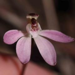 Caladenia fuscata (Dusky Fingers) at Caladenia Forest, O'Connor - 4 Sep 2023 by ConBoekel