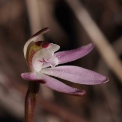 Caladenia fuscata at Acton, ACT - suppressed